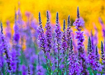 《战锤40K：暗潮》将获大型更新 全面调整职业系统